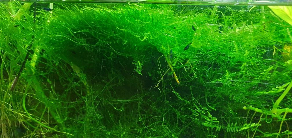 Alimento ração congelado artemia larva usgo de java dose