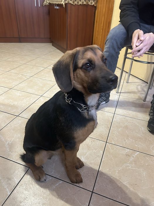 Oddam za darmo pieska Beagle mieszaniec