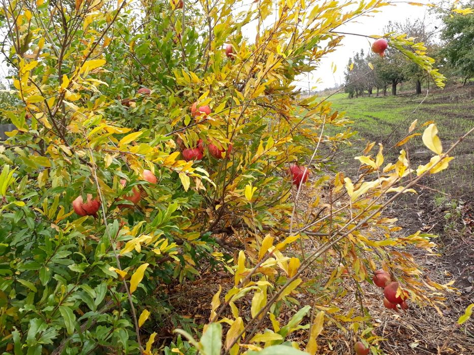 Саженцы граната хурмы персика инжира винограда  плодовых деревьев