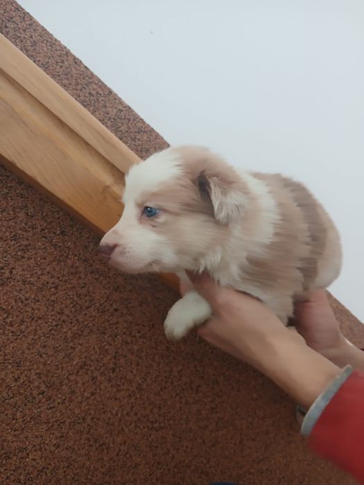 Suczka border collie