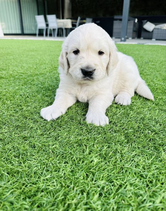 Golden Retriever menino lindo