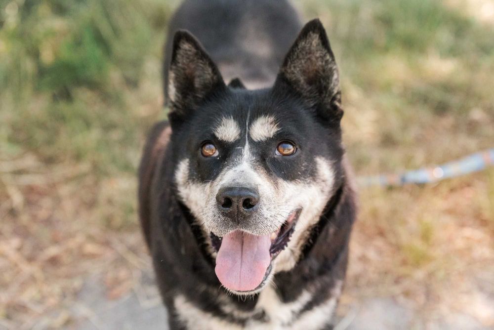 Angel - cudowna psia przyjaciółka