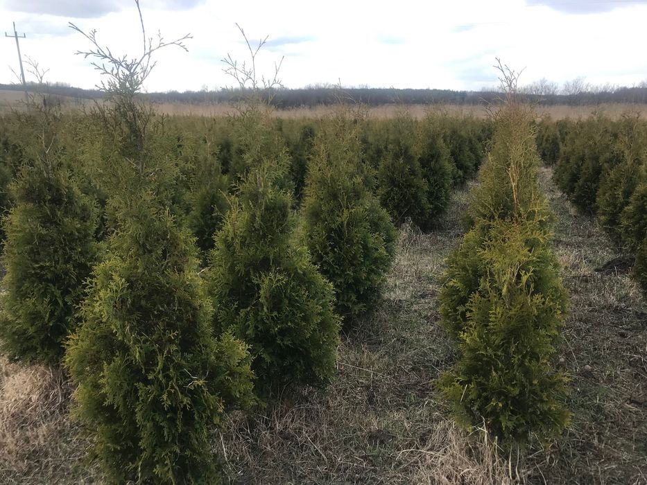 Thuja brabant żywotnik 140-160 cm