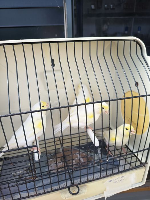 Canários mosaicos amarelos