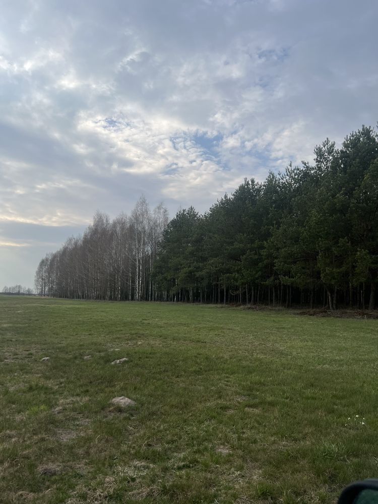 Sprzedam las sosnowy. Obręb Kapice, powiat Grajewski 23850m2