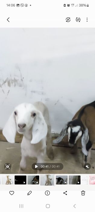 Продам англонубийского 100% козлика