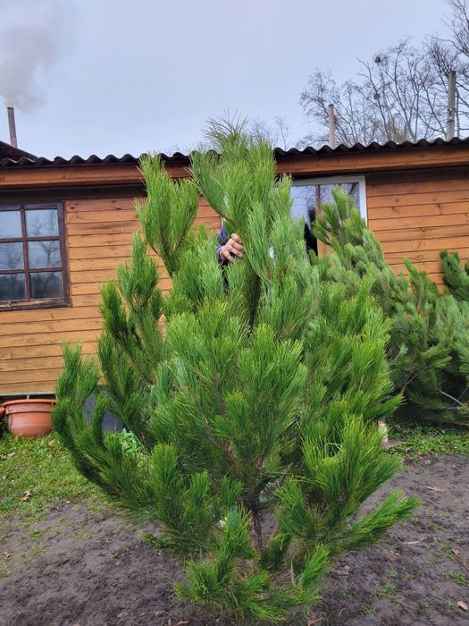 Ёлка Ялинка Сосна Кримська новый год