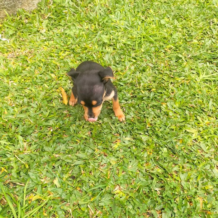 Pinscher fêmea última
