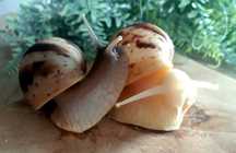 Ślimaki afrykańskie Lissachatina reticulata