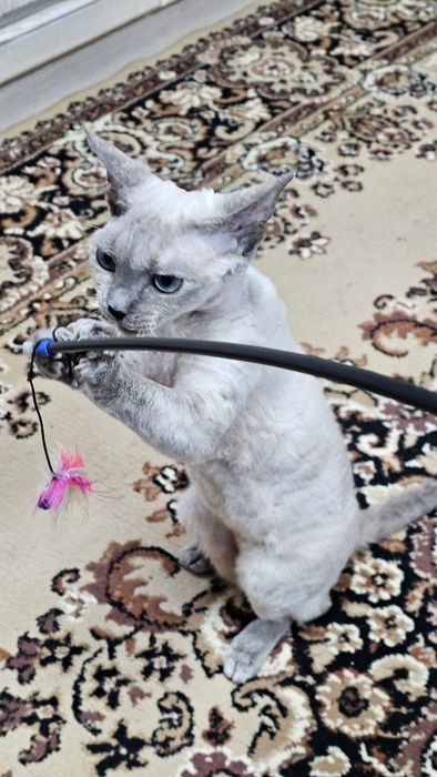 Кішка Девон Рекс в надійні руки