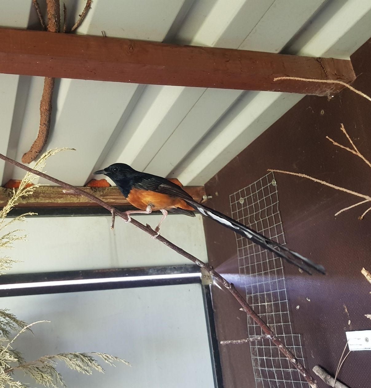 Drozd szama - copsychus malabaricus