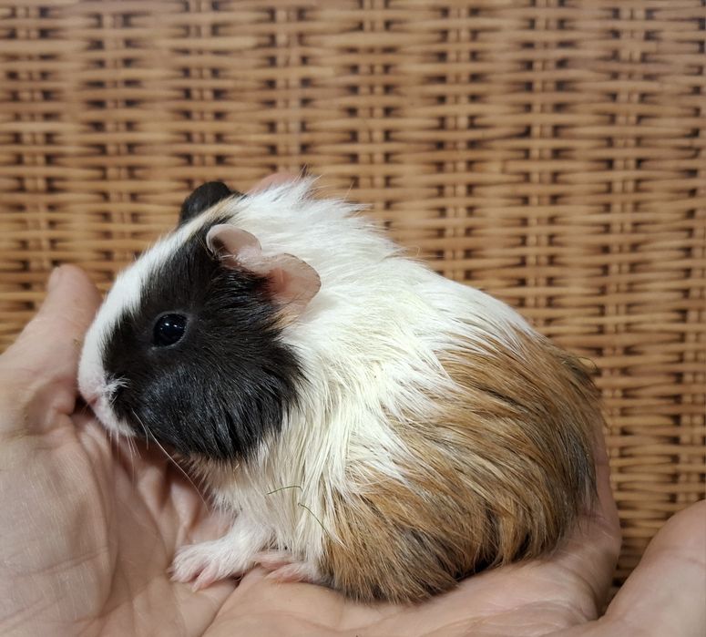 swinka, swinki morskie  maluchy