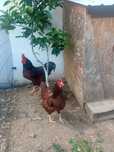Rhode island red pintos e ovos galados