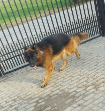 Owczarki niemieckie szczeniaki