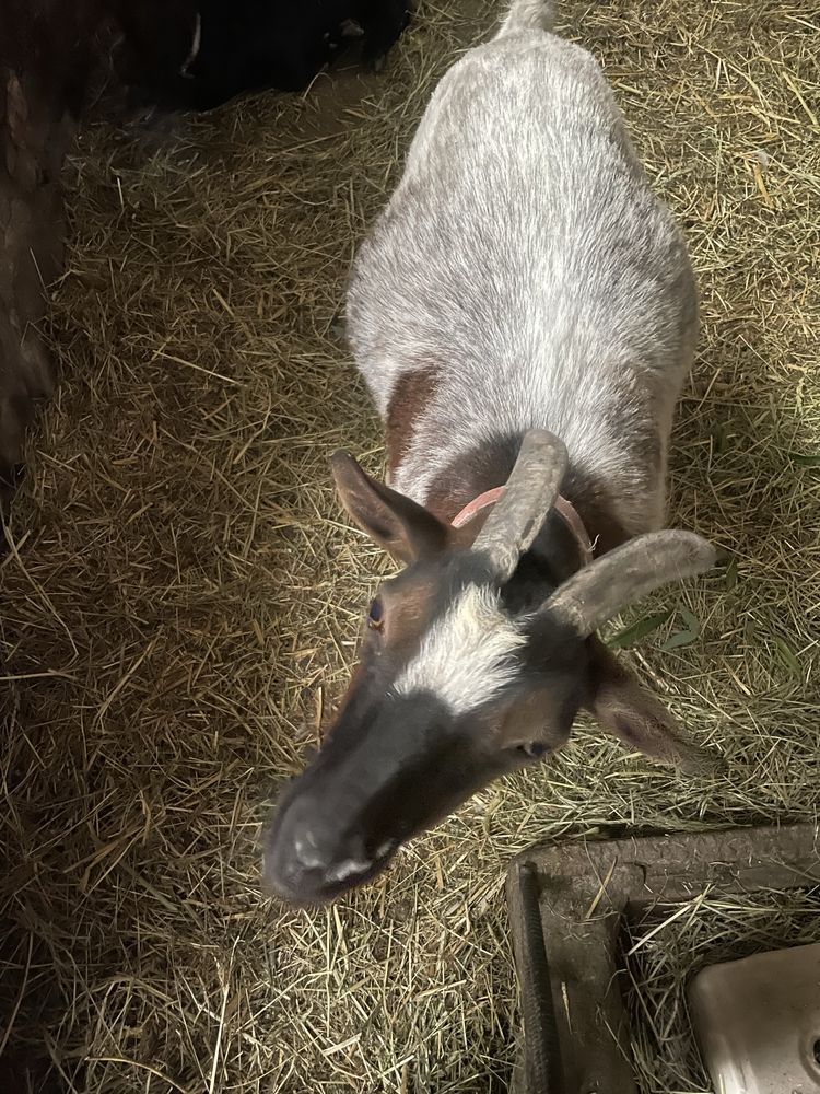 Kozy miniaturka i karlowata