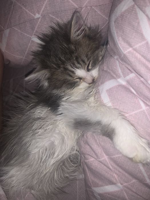 Отдам кошеня девочку