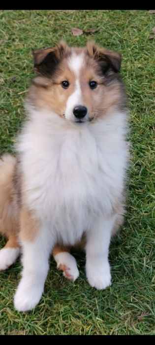 Owczarek szkocki Collie długowłosy SUNIA