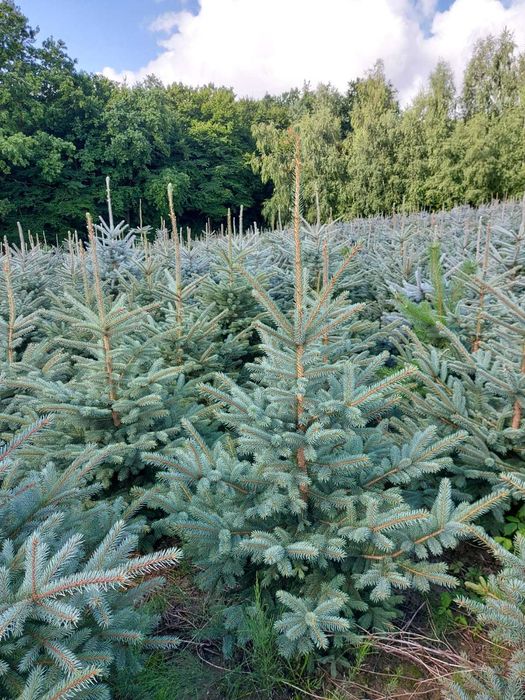 Jodła kaukaska 200-250cm Plantacja hurt detal