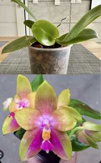 Storczyk phalaenopsis joshua irwin ginsberg