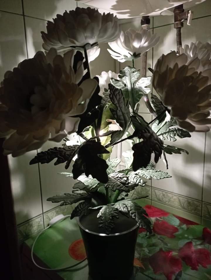 В наявності  красуня хризантема-світильник чекає на свого власника