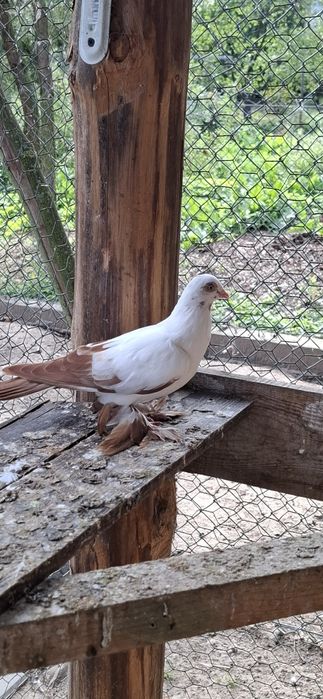 Sprzedam parę gołebi winer posiadam również inne rasy