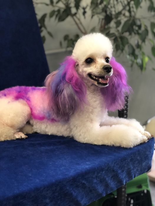 Стрижка, тримминг собак и кошек. Не дорого