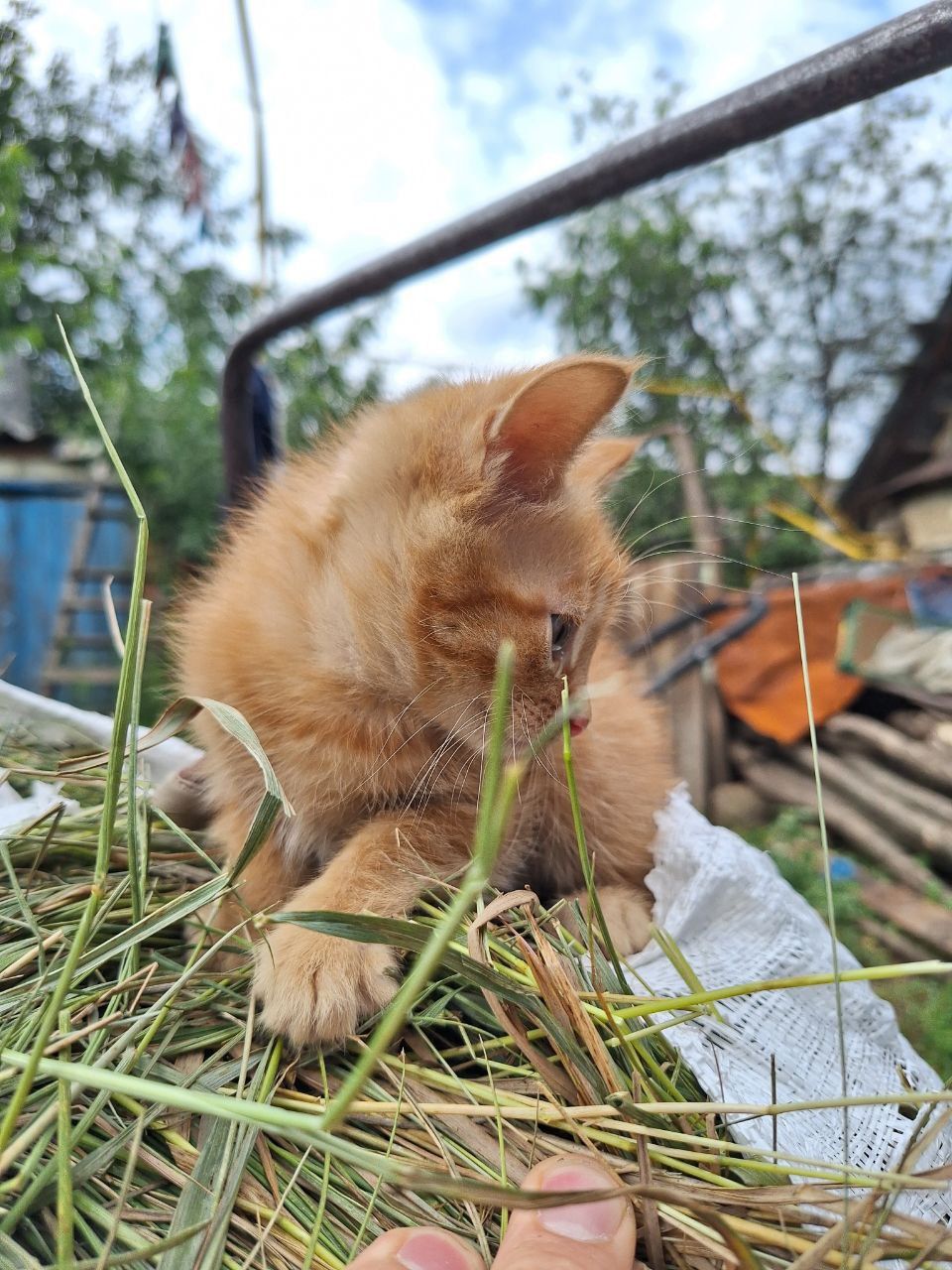 Рыжий котёнок мальчик ищет дом! Отдам в хорошие руки!