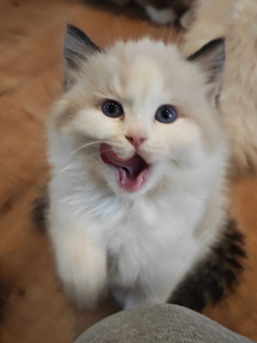 Ragdoll koteczka  Xenia