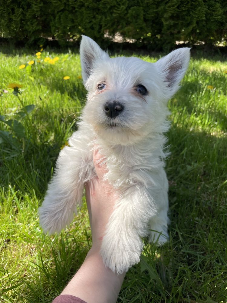 Suczka West Highland White Terrier