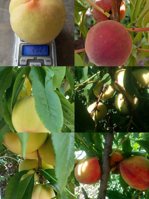 Черенки для прививки