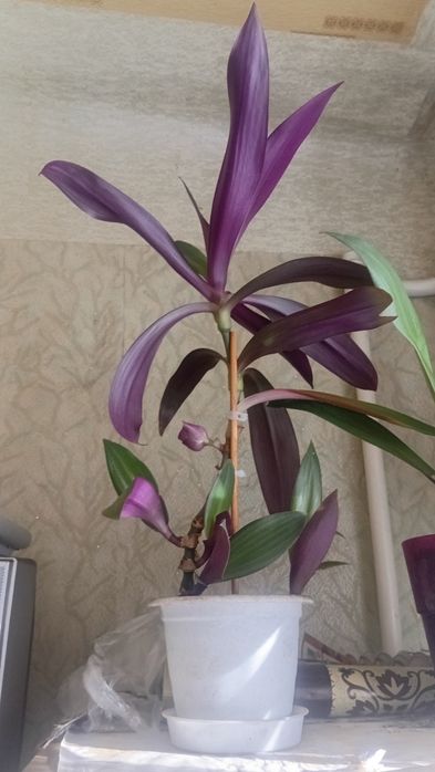 Продам кактусы,кактусы