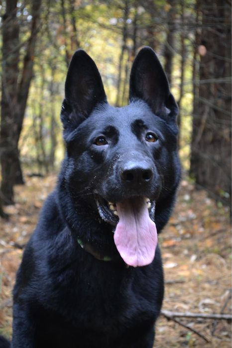 Кобель для вʼязки німецької вівчарка робочого розведення