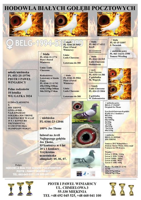 Jos Thoné gołąb, gołębie pocztowe.
