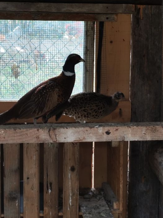 Bażanty ozdobne para