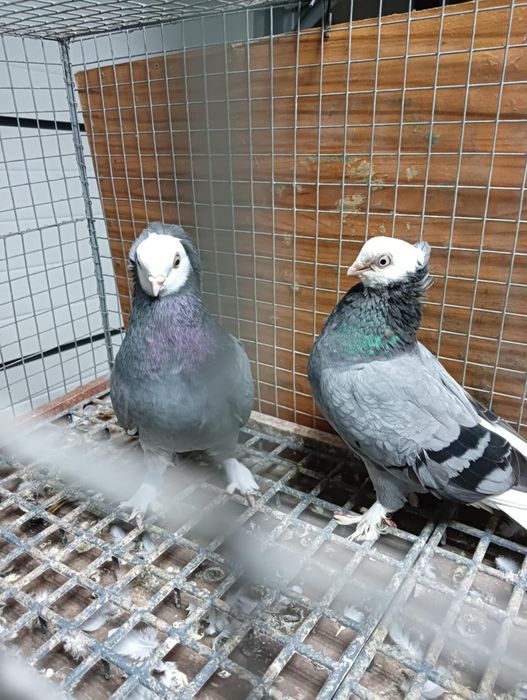 Gołębie białogłowki,  niebieski