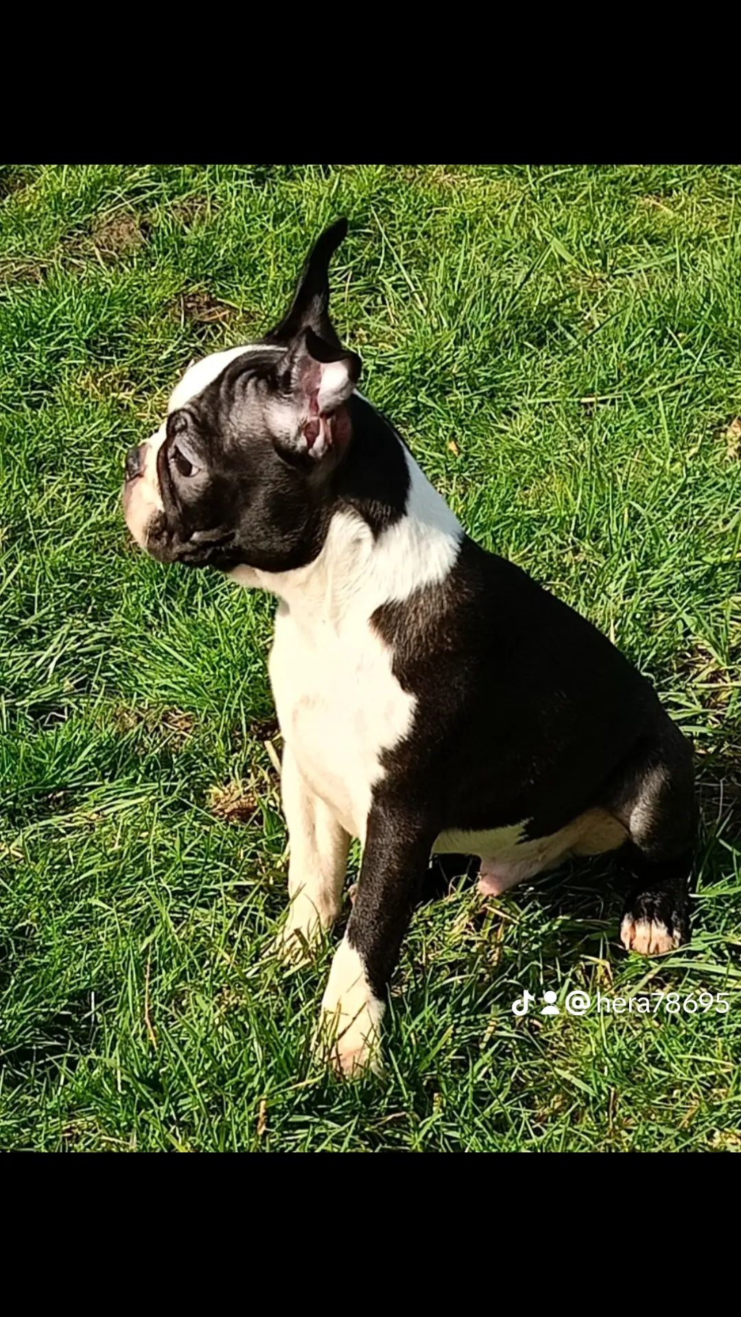 Boston terrier samiec