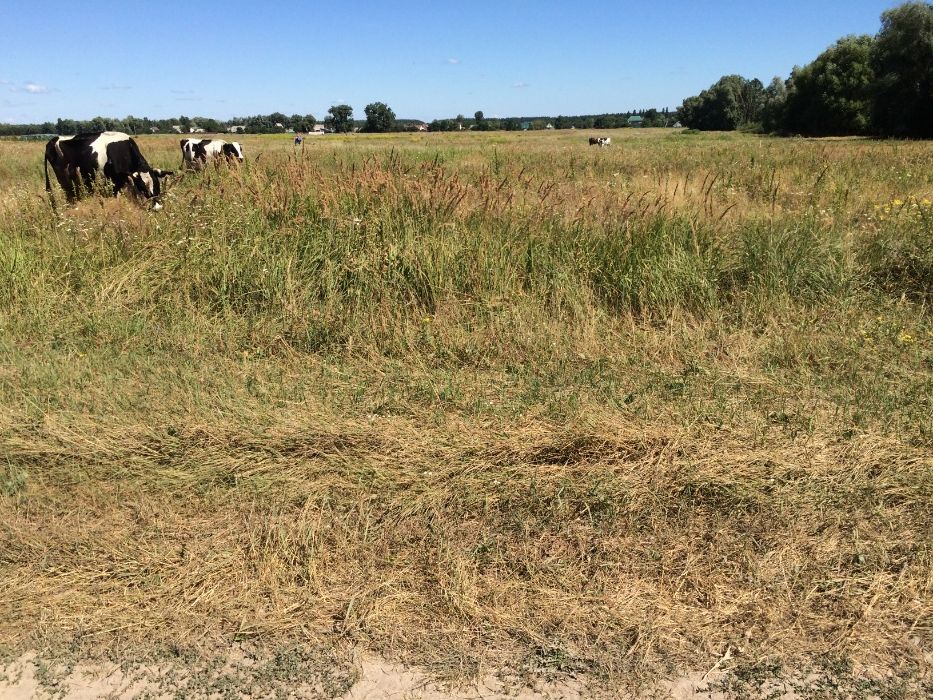 Земельна ділянка в с. Микуличі, Київська область