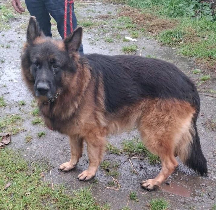 Sprzedam suczkę owczarka niemieckiego