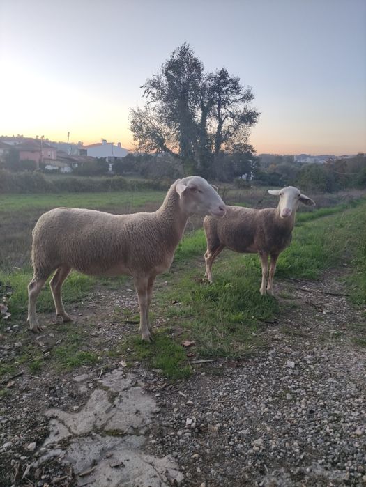 Duas malatas para venda