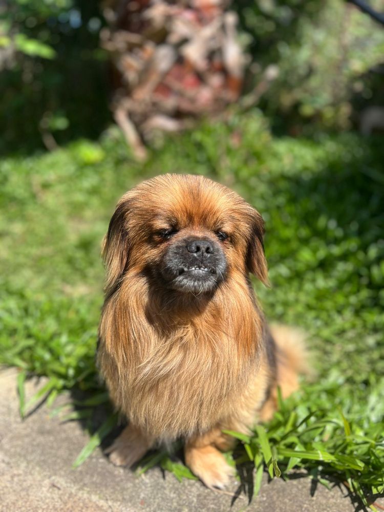 Marley - Pequinois, 2 anos