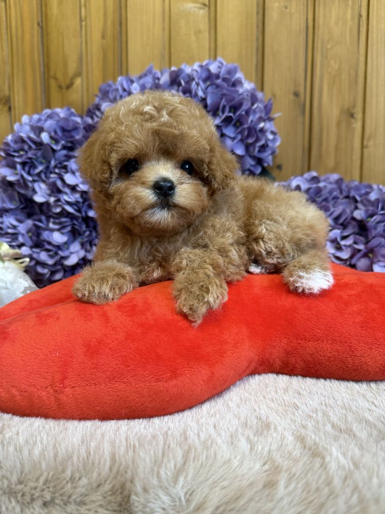 Мальтипу, maltipoo, кукольные мини девочки.