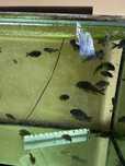 Tropheus  ubwari green i ikola