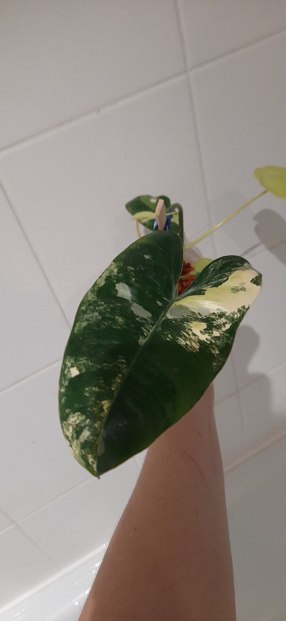 Philodendron burle marx variegata