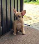 Buldog francuski sunia
