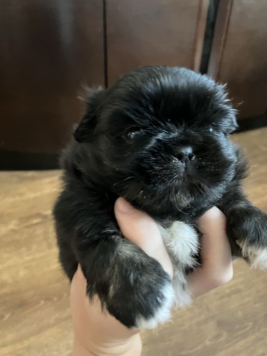 Śliczne szczenię Pekińczyk