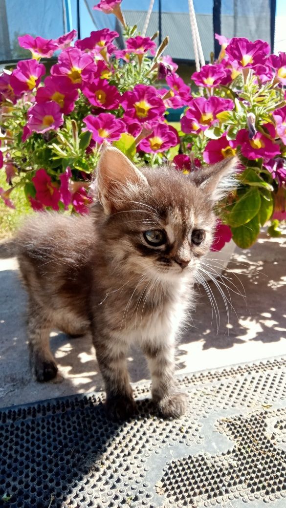 Кошенятко в добрі руки