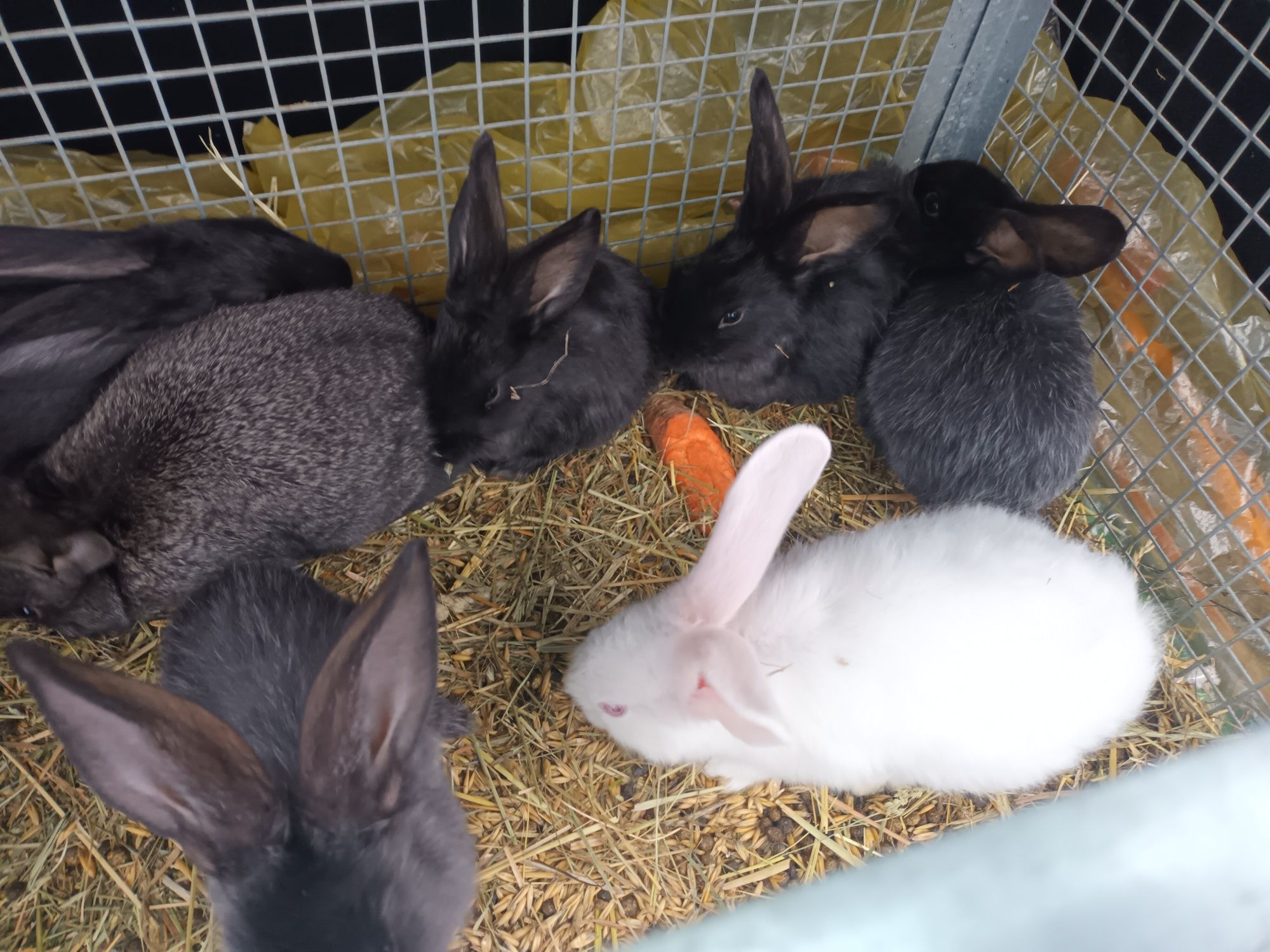 Szprzedam 9 króliki belgi