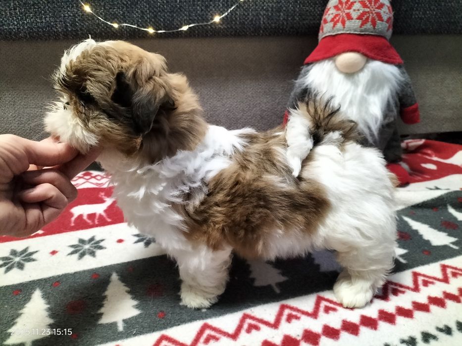 Szczeniak suczka Shih-Tzu