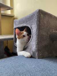 Karmel tirowiec młody kotek szuka dobrego domu