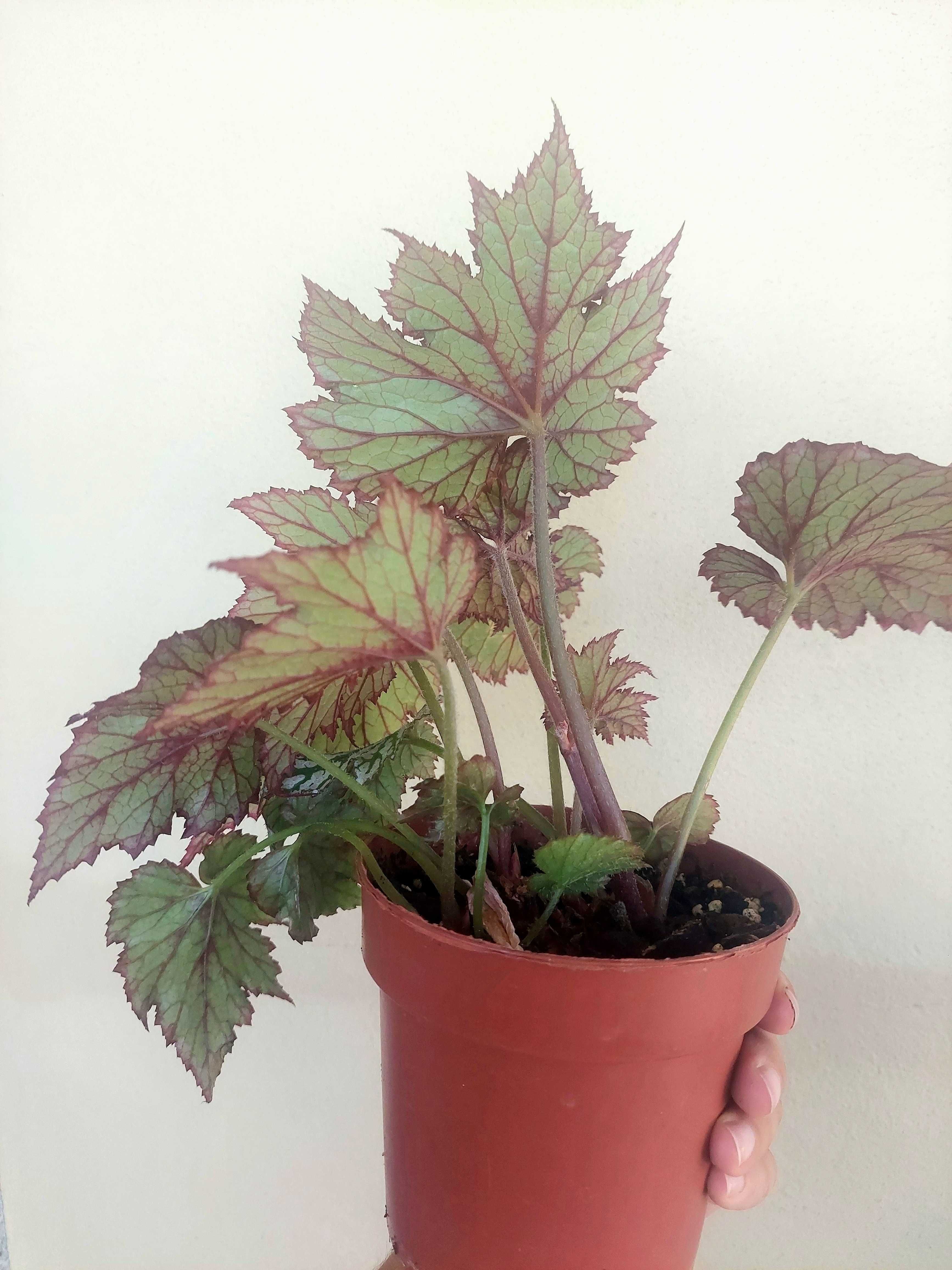 Planta Begonia rex B2
